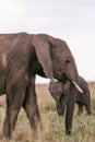 Elephants Walking Grazing savannah Greenland grassland in the Maasai Mara Triangle National Game Reserve Park And Conservation Are Royalty Free Stock Photo