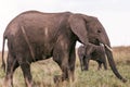 Elephants Walking Grazing savannah Greenland grassland in the Maasai Mara Triangle National Game Reserve Park And Conservation Are Royalty Free Stock Photo