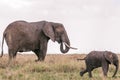 Elephants Walking Grazing savannah Greenland grassland in the Maasai Mara Triangle National Game Reserve Park And Conservation Are Royalty Free Stock Photo