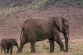 Elephants Walking Grazing savannah Greenland grassland in the Maasai Mara Triangle National Game Reserve Park And Conservation Are Royalty Free Stock Photo