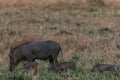 Warthog piglet family on the hilly mountains savannah Greenland grassland in the Maasai Mara Triangle National Game Reserve Park A