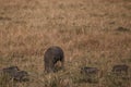 Warthog piglet family on the hilly mountains savannah Greenland grassland in the Maasai Mara Triangle National Game Reserve Park A