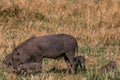 Warthog piglet family on the hilly mountains savannah Greenland grassland in the Maasai Mara Triangle National Game Reserve Park A