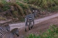 Zebras Walking Grazing savannah Greenland grassland in the Maasai Mara Triangle National Game Reserve Park And Conservation Areas Royalty Free Stock Photo