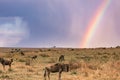 Rainbow sunrays bursting into clouds wildlife animals grazing on the savannah grasslands at the Maasai Mara National Game Reserve