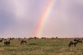 Rainbow sunrays bursting into clouds wildlife animals grazing on the savannah grasslands at the Maasai Mara National Game Reserve