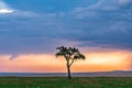 Lone Tree Vulture flying Magical sunset dramatic clouds sun rays light burst on the savannah grasslands at the Maasai Mara Nationa Royalty Free Stock Photo