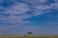 Tourist Landcruiser vehicle Toyota van parked next to lone tree Hilly Mountains Savannah Grassland wilderness at the Maasai Mara N