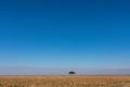 Lone Tree Savannah grassland wilderness great rift valley Maasai Mara National Game Reserve Narok County Kenya East African