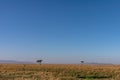 Lone Tree Savannah grassland wilderness great rift valley Maasai Mara National Game Reserve Narok County Kenya East African