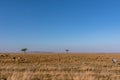 Lone Tree Savannah grassland wilderness great rift valley Maasai Mara National Game Reserve Narok County Kenya East Africn