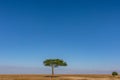 Lone Tree Savannah grassland wilderness great rift valley Maasai Mara National Game Reserve Narok County Kenya East Africa