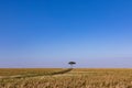 Lone Tree Savannah grassland wilderness great rift valley Maasai Mara National Game Reserve Narok County Kenya East Africa