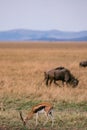 Wildebeest Wildlife Animals Mammals at the savannah grassland wilderness hill shrubs great rift valley maasai mara national