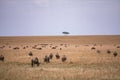 Wildebeest Wildlife Animals Mammals at the savannah grassland wilderness hill shrubs great rift valley maasai mara national