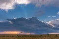 Landscapes Wildlife Animals Mammals at the savannah grassland wilderness hill shrubs great rift valley maasai mara