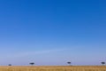 Lone Trees Kenyan Landscapes at the savannah grassland wilderness hill shrubs great rift valley maasai mara national game Reserve