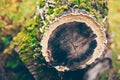 Antrodia fungi on a pine stump