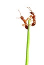 Ants Royalty Free Stock Photo