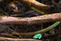 ants walking across a branch