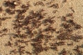 Ants ant detail close up group colony nest animals Royalty Free Stock Photo