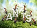 We Are The Ants. ant tales Royalty Free Stock Photo