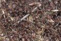 Ants in an anthill close-up macro Royalty Free Stock Photo