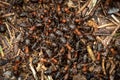 Ants on an anthill in the forest Royalty Free Stock Photo