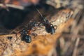 ants in an anthill fromclose up Royalty Free Stock Photo