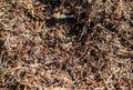 Ants anthill hive colony detail pine needles Royalty Free Stock Photo