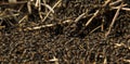 Ants in anthill in microscale Royalty Free Stock Photo