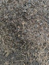 Ants. Anthill. A pile of dry grass Royalty Free Stock Photo