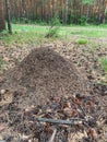 Ants. Anthill. A pile of dry grass Royalty Free Stock Photo