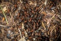 Ants on anthill surface Royalty Free Stock Photo
