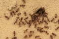 Ants At Anthill Royalty Free Stock Photo