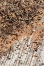 Ants in an anthill on the trunk of an old fallen tree Royalty Free Stock Photo