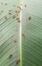 Ants and Aphid