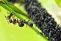 Ants and Aphids Royalty Free Stock Photo