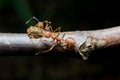 Ants aphids. Close up.