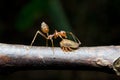 Ants aphids. Close up.