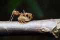 Ants aphids. Close up.