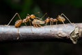 Ants aphids. Close up.