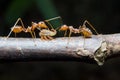 Ants aphids. Close up. Royalty Free Stock Photo