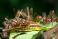 Ants aphids. Close up. Royalty Free Stock Photo