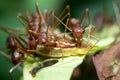 Ants aphids. Close up. Royalty Free Stock Photo