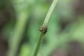 Ants and aphids on a flower stem in the garden Royalty Free Stock Photo