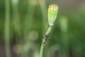 Ants and aphids on a flower stem in the garden Royalty Free Stock Photo