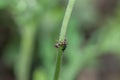 Ants and aphids on a flower stem in the garden Royalty Free Stock Photo