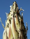 Ants, Aphids and Mites on a Yucca Royalty Free Stock Photo