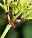 Ants and aphids Royalty Free Stock Photo